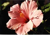 Hibiscus001_6.jpg