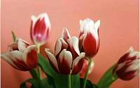 Lillies000000Lillies020.jpg