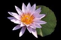 Lillies003_1.jpg