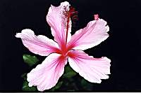 Lillies020007_1.jpg
