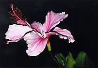 Lillies020009_3.jpg