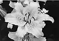 Lilly004_1.jpg