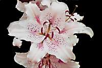 Lilly004_3.jpg