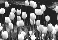 Lilly005_3.jpg