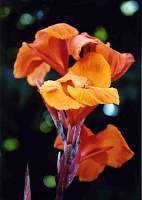 Lilly009_2.jpg