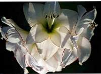 Lilly010_2.jpg