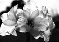 Lilly13repair_1.jpg