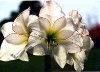 Lilly13repair_3.jpg