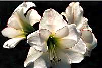 Lilly30_2.jpg