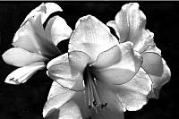 Lilly30_3.jpg