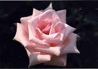 Rose036CentralMarket036_1.jpg