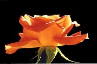 Rose047_3.jpg