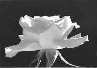 Rose047.jpg