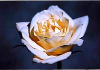 Rose048.jpg