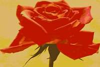 Rose049.jpg