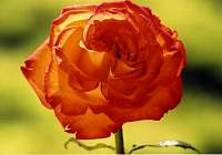Rose051.jpg