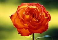 Rose052.jpg