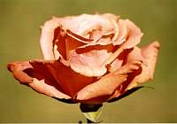 Rose053.jpg
