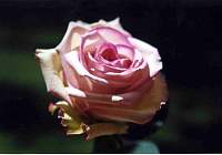 rose002_11.jpg