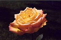 rose002.jpg