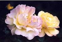 rose005_2.jpg