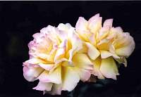 rose006.jpg