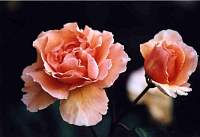 rose007_2.jpg
