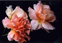 rose009.jpg