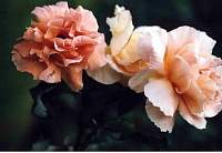 rose010_1.jpg