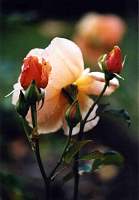 rose011.jpg