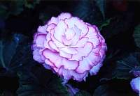 rose014_1.jpg