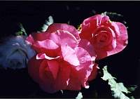 rose016.jpg