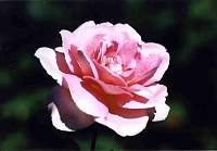 rose017.jpg