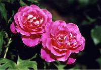 rose018_3.jpg