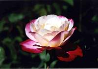 rose019_1.jpg