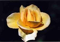 rose020.jpg