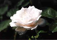 rose021.jpg