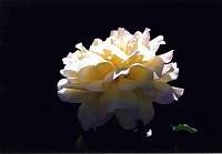rose022_1.jpg