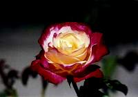 rose023_1.jpg