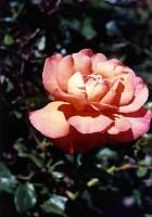 rose027_1.jpg