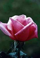 rose027_4.jpg