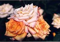rose029_3.jpg
