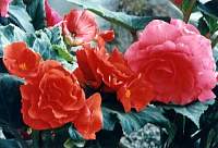 rose030_3.jpg