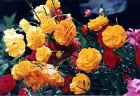 rose031.jpg