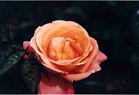 rose032_1.jpg