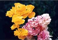 rose033_2.jpg