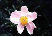 rose034.jpg