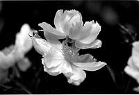 rose035.1jpg_1.jpg
