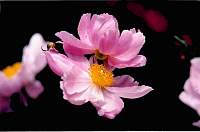 rose035_4.jpg