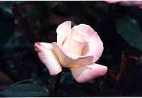rose036_3.jpg